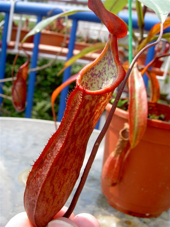Nepenthes alata 'red speckled'